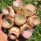 Greenovia Aurea ex El Hierro (Pink Mountain Rose)