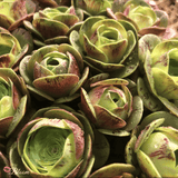 Greenovia Rose Succulent -' Little Enchantress'