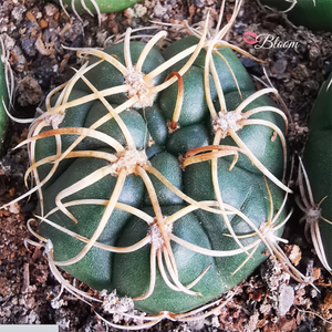 Gymnocalycium Denudatum