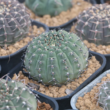 Gymnocalycium Stenopleurum Cactus