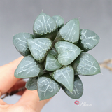 Haworthia Moon Shadow