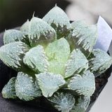 Haworthia White Emperor City