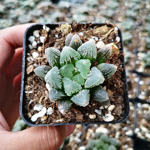 Haworthia Hakuteijyo