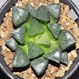 Haworthia Hanakage