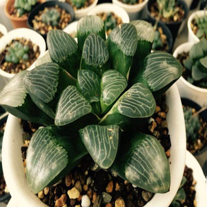 Haworthia Hyoga