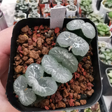 Haworthia Ice Lake