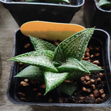 Haworthia Kintai-Kyou