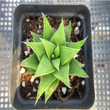 Haworthia Manda's Hybrid