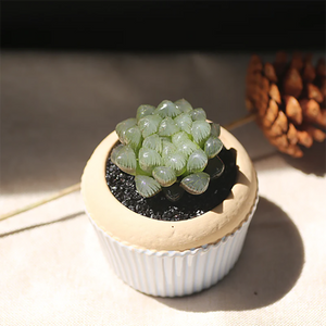 Haworthia Palace Lantern