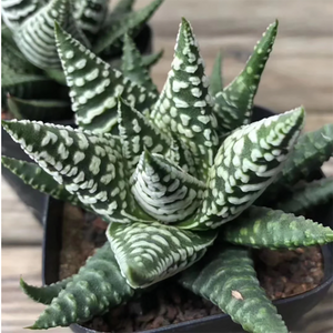 Haworthia Red Lion