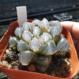 Haworthia Red Line