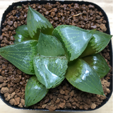 Haworthia Urahanya