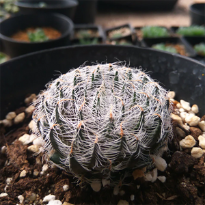 Haworthia Arachnoidea Dimorphoides