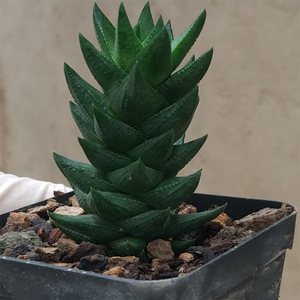 Haworthia Coarctata Var. Tenuis (G. G. Sm.) M. B. Bayer