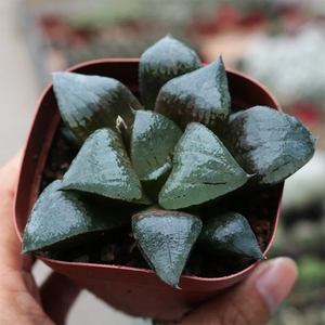 Haworthia Comptoniana Akan-Ko