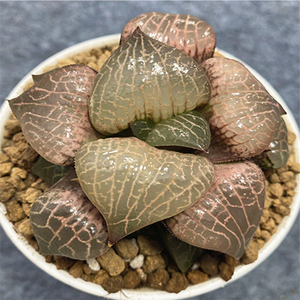 Haworthia Comptoniana Glass