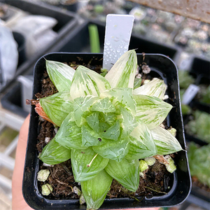 Haworthia Cooperi Fireworks