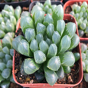 Haworthia Cooperi Var. Dielsiana (Poelln.) M. B. Bayer