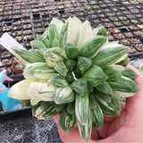 Haworthia Cooperi Var. Pilifera Variegata