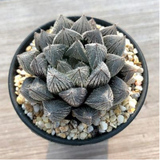 Haworthia Emelyae Hakugin Emaki