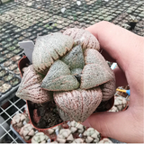 Haworthia Emelyae Platinum