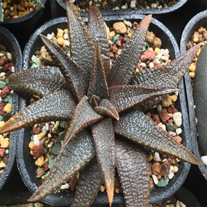 Haworthia Koelmaniorum Oberm. et D. S. Hardy