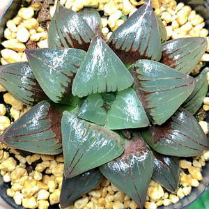 Haworthia Mirabilis Var. Sublineata (Poelln.) Pilbeam