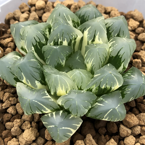 Haworthia Obtusa Hirose Variegata