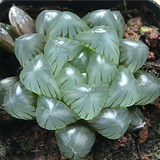 Haworthia Obtusa Kongmei-Tomoshibi