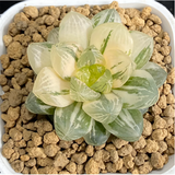 Haworthia Obtusa Suzhou Ougon Variegata