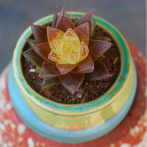 Haworthia Obtusa Wick Variegata