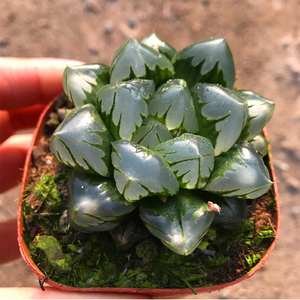 Haworthia Obtusa Wick