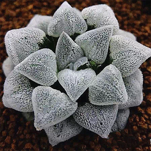 Haworthia Picta Poelln. Konayuki