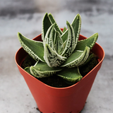 Haworthia Pumila Koutei