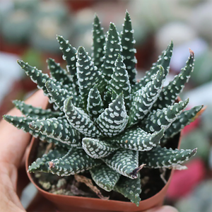 Haworthia Pumila (L.) M. B. Bayer