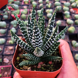 Haworthia Pumila Smoke Ring