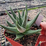 Haworthia Pumila Star of Ground