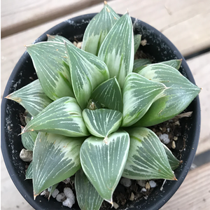 Haworthia Retusa Emperor Variegata