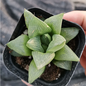 Haworthia Retusa Emperor