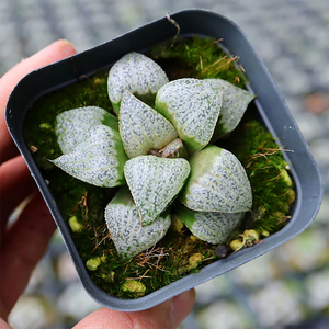 Haworthia Splendens Audrey