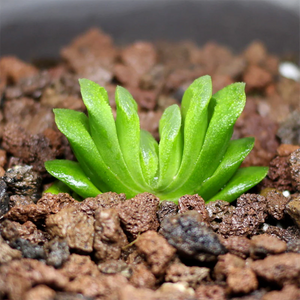 Haworthia Truncata Grass