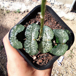 Haworthia Truncata Hokusai