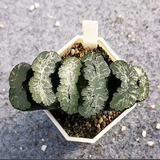 Haworthia Truncata Michinaga