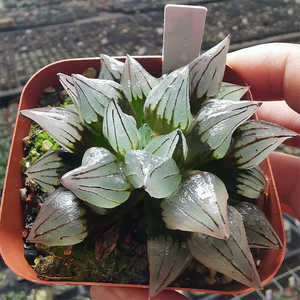 Haworthia Venusta Back Window