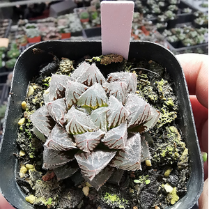 Haworthia Venusta Red Rock