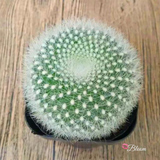 Hedgehog Cactus Echinocereus