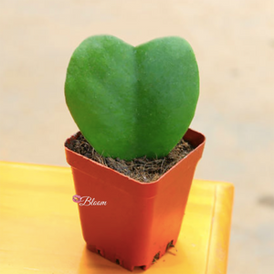 Hoya Kerrii Sweetheart Valentine