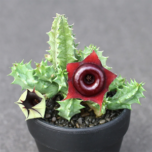 Huernia 'Korat Crimson' Hybrid Chocolate Donut