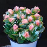 Kalanchoe Marnieriana H. Jacobsen Variegata