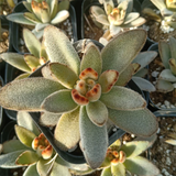 Kalanchoe Tomentosa Golden Girl